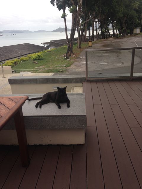 Another marina, another cat :)